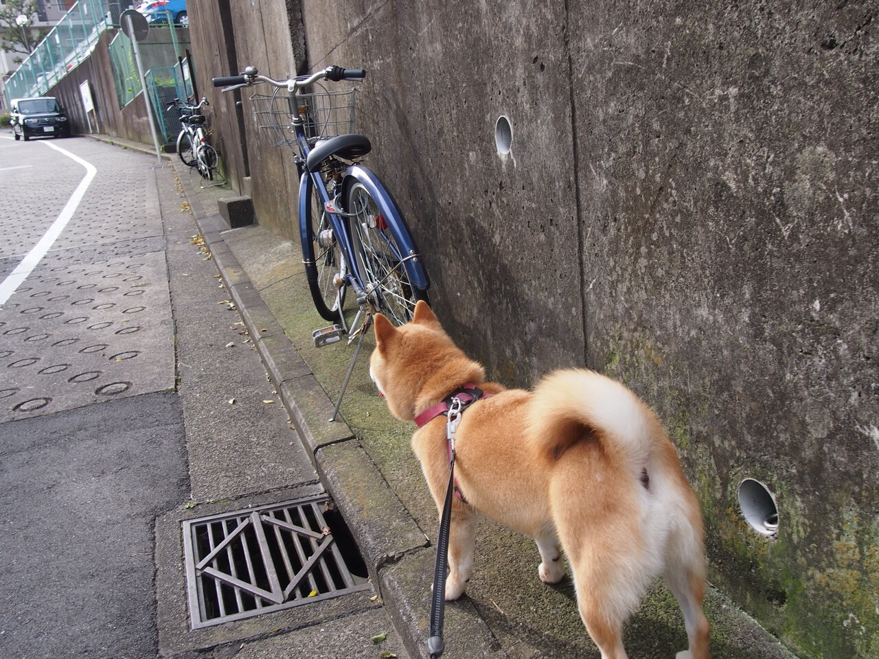 开云中国大陆-“农村足球振兴工程实施，为边远地区带来希望”，振兴足球发展规划